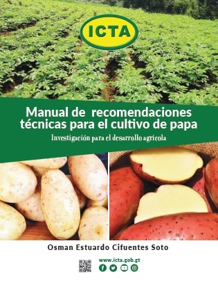 Papa ICTA Loman Roja, variedad de papa oblonga tolerante al nematodo del quiste